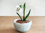 5388.bud 粘土の鉢植え スノードロップ