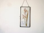 植物標本 ■ 押し花の壁掛けフレーム  縦長サイズ ■ シラー・カンパニュラータ ピンクの画像