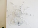 白い蜘蛛の画像