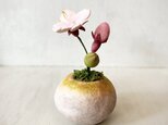 5498. bud 粘土の鉢植え サクラ