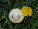 まんまる羊のストラップ(イエロー)の画像