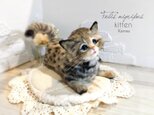 可動 ポーズを変えられる クロアシネコ 赤ちゃん 子猫 世界最小の猫 ✨の画像