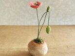 5587.bud 粘土の鉢植え ヒナゲシ