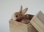 手のひらサイズの箱入りミニウサギの画像