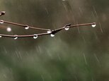 雨粒 （固定）。。。スタッドピアス（アレルギー対応）の画像