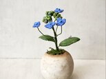5697.bud 粘土の鉢植え ガクアジサイ