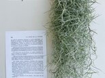 5/1 再入荷しました！再//////..販！人気　インテリア植物　北欧風壁飾り　グリーン・スパニッシュモス！の画像