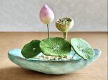 5716.bud 粘土の鉢植え ハス