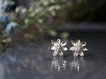 Silver earring 「Wildflower」の画像