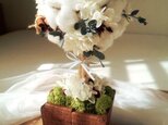 cotton topiaryの画像