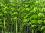 緑の竹林(2Lサイズ) LP0551-2Lの画像