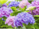 紫～ピンクのアジサイの花(A4サイズ) LP0553-A4の画像