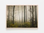 霧に包まれた秋の森 / アートポスター 風景写真 forest 黄色の葉 枯れ葉 落葉 落ち葉 白黒 カラー 横長の画像