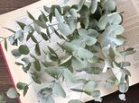 ユーカリ アップルボックスショート10本セット（フレッシュグリーン) ユーカリスワッグ秋冬収穫 素材用ドライフラワー 花材の画像