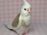 ライフサイズ♪ オカメインコ ★WFパイド ホワイトフェイス 羊毛フェルト リアル オーダーメイド 受注製作　羊毛インコの画像