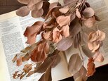 ユーカリポポラス6本セット （エイジングオレンジ)ユーカリのシンプルスワッグ秋冬収穫 素材用にも ドライフラワー 花材の画像