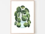 ピレアペペロミオイデス / アートポスター 水彩画 観葉植物 カラー グリーン インテリア 自然 絵 縦長の画像