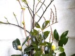 季節の茶花 2月の画像