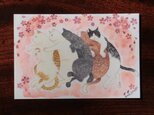 ポストカード2枚セット ＊餃子猫＊
