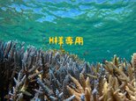 H様専用の画像