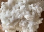 ２１年度産無農薬種付き綿（白）１００ｇ　の画像
