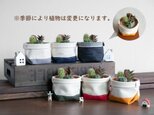 【サボテン寄せ植えと鉢カバー2点セット】老舗バッグファクトリーが作る「さぼてんのふくろ」とサボテン屋さんとのコラボ商品の画像