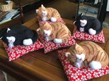 眠り猫(BLACK)の画像