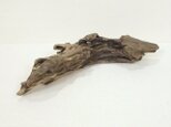 【温泉流木】ダーク色のカーブする繊細な変形流木 流木素材 インテリア素材 木材の画像