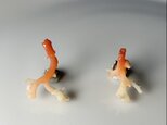 SALE枝珊瑚のピアス　Mの画像