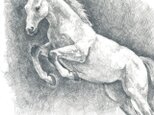 飛躍する馬の画像