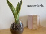手軽に植物を！サンセベリア　ハイドロカルチャー　観葉植物　お部屋のインテリアに！の画像