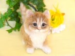 マンチカン　子猫　大きめの子の画像