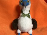 アオアシカツオドリの画像