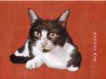 猫イラスト「ウメ3」原画の画像