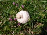 まんまる羊のストラップ(ピンク)の画像