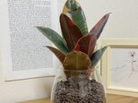 フィカス・ベリーズ　ハイドロカルチャー　観葉植物　インテリアに植物を！お手入れ簡単　初心者におすすめ　グリーンライフを！の画像