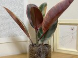 フィカス・ベリーズ2  ハイドロカルチャー　観葉植物　インテリアに植物を！お手入れ簡単　初心者におすすめ　グリーンライフを！の画像