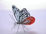 「マルボーロ様ご注文品」ガラスの蝶 アサギマダラの画像