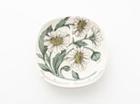 Botanica｜13｜フランスギク / Chrysanthemum leucanthemumの画像