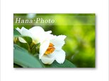 1590) 純白の美しい花　夏椿  　ポストカード5枚組の画像