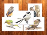 野鳥の水彩画 ポストカードA 5枚セット