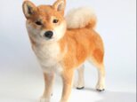 柴犬