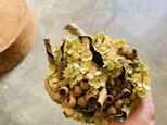 アナベル(極小)  Ⅱ~白樫の葉とベルガムナッツの画像