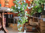 大きな♡ユーカリ ポポラスの木　ハートの葉っぱ 1本立ち　シルバーリーフ　鉢付の画像