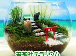 苔神社【苔テラリウム・手作りキット一式】金魚鉢