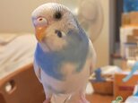 田中ボー太郎様専用ご注文ページ：●ライフサイズセキセイインコ　8800円×2羽●顔タイプ（ストラップ：翼有2200円×2羽）の画像