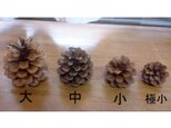 松ぼっくり（小）15個