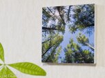 ファブボ「森林浴」の画像