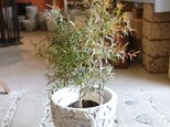 現物１点のみ＜  レモン ティーツリー ＞メラレウカ  ハーブ アロマ　アンティーク風鉢付き