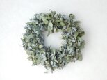 ドライユーカリ･リース/グリーンカラーMサイズ（直径約25～29㎝）